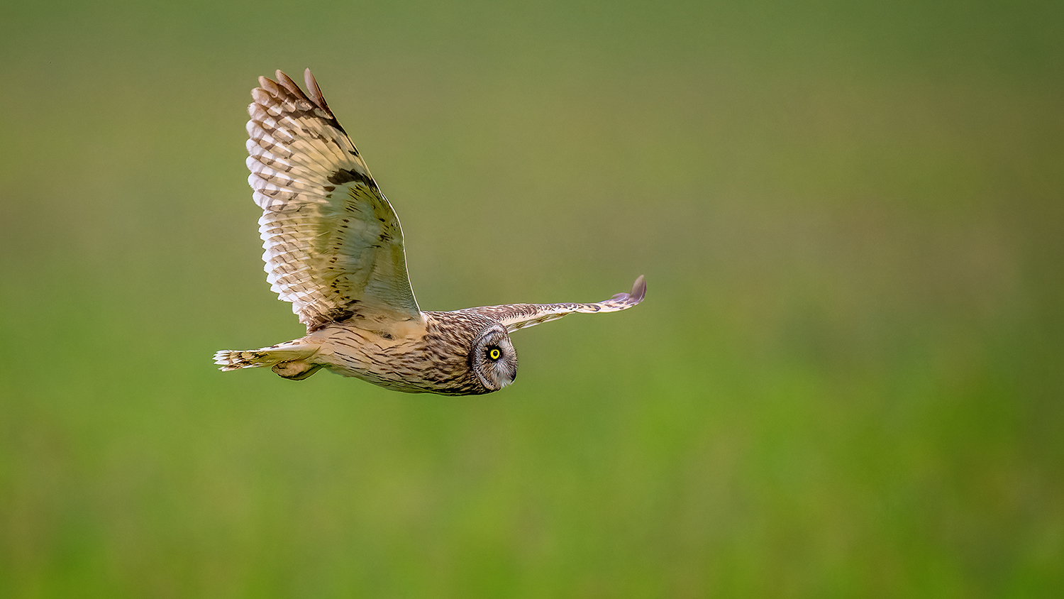 Sumpfohreule im Gleitflug