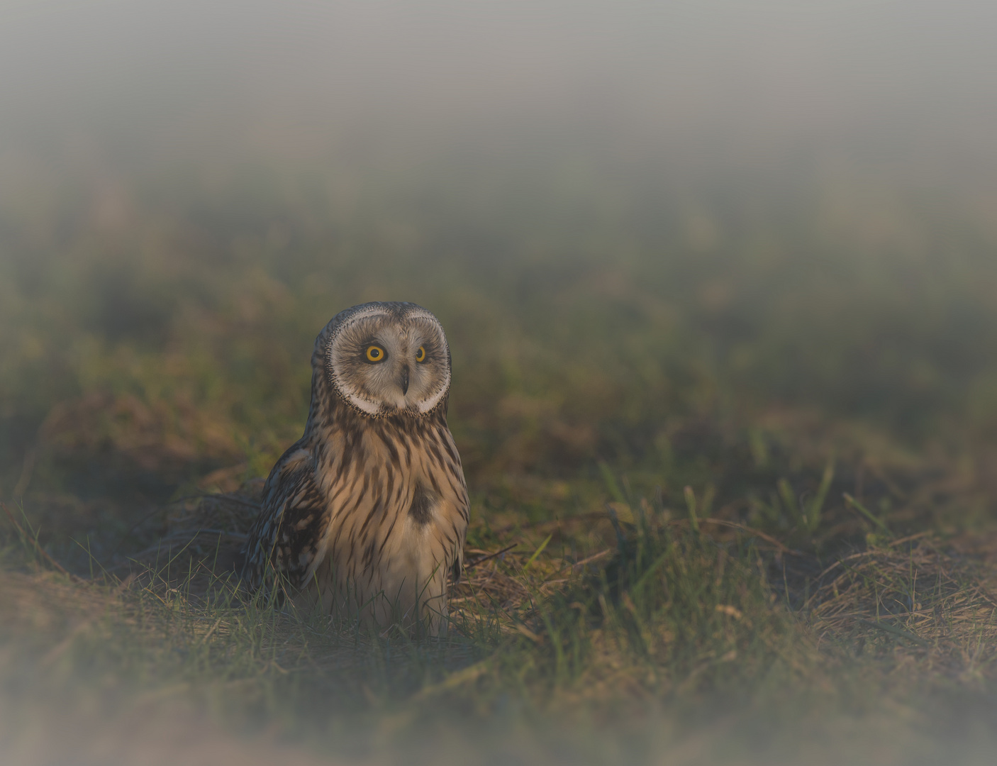 Sumpfohreule im Morgennebel