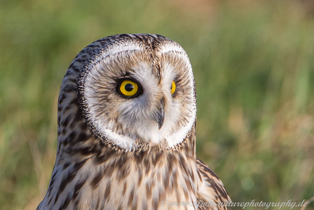 Sumpfohreule im Potrait