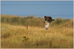 Sumpfohreule in den Dünen von Falsterbo (Schweden)