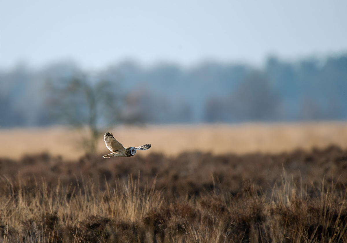 Sumpfohreule in ihrem Habitat