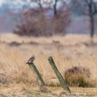 Sumpfohreule in Recker Moorlandschaft