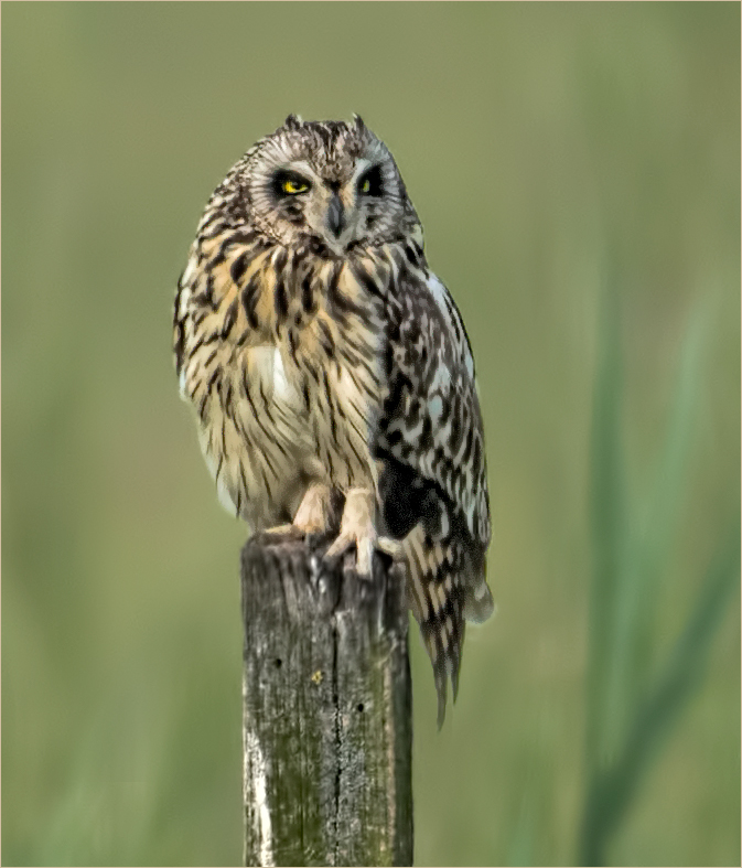 Sumpfohreule Jungvogel