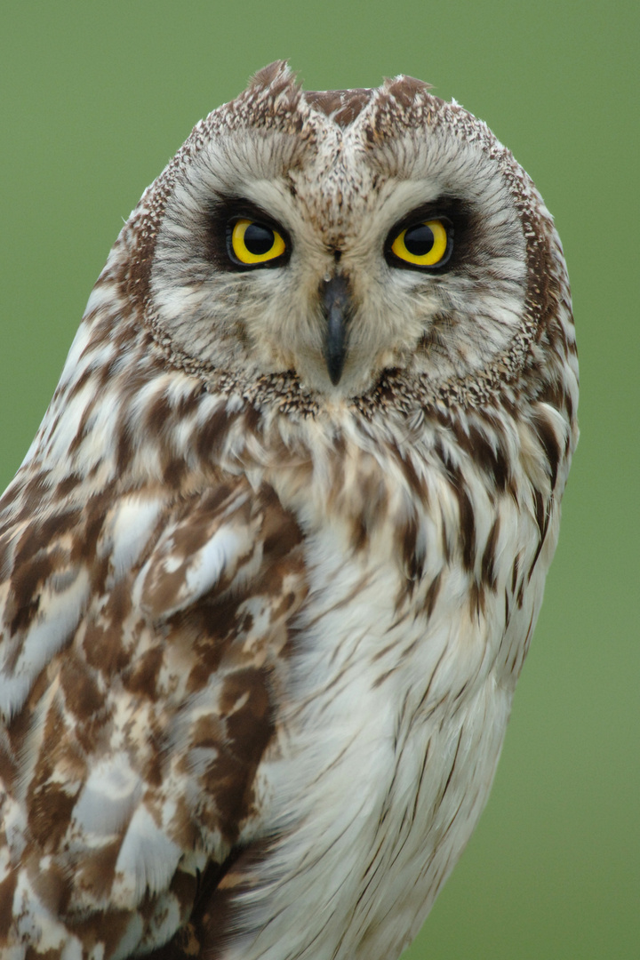 Sumpfohreule magischer Blick