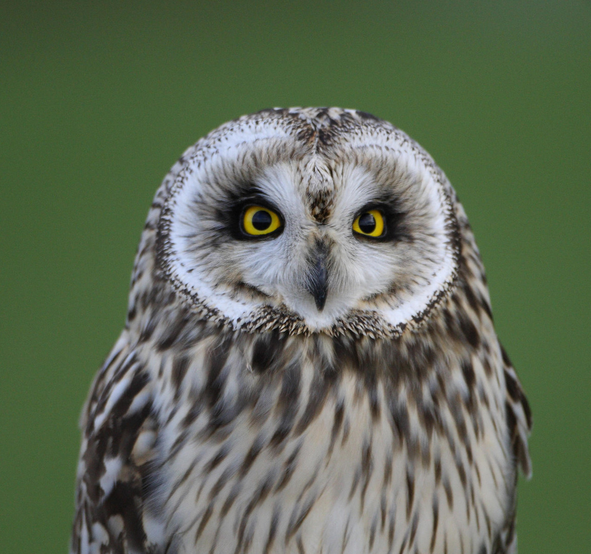 Sumpfohreule Portrait