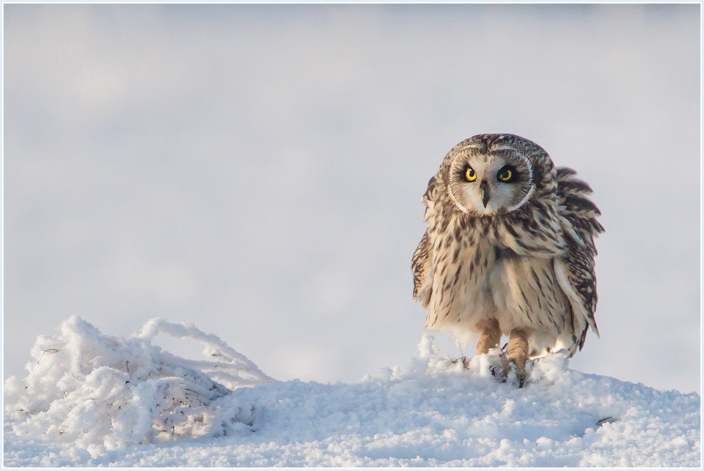 Sumpfohreule  |  Schnee von gestern....