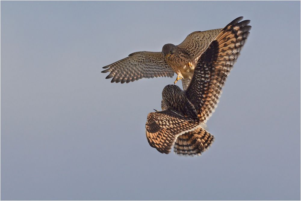 Sumpfohreule vs. Turmfalke