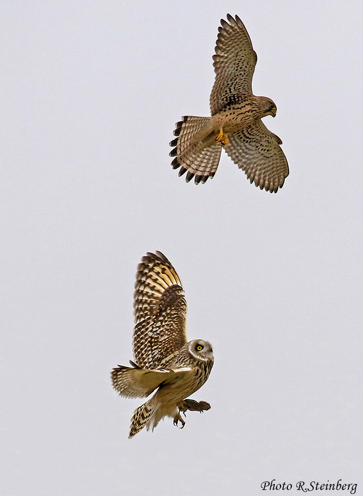 Sumpfohreule vs. Turmfalke