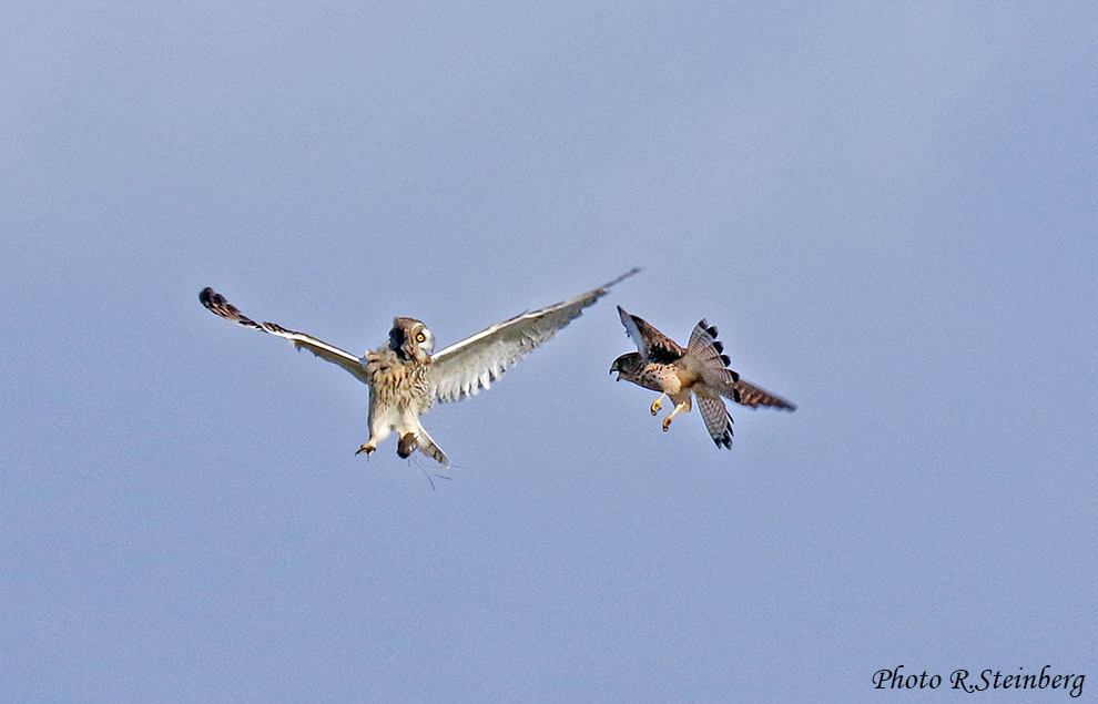 Sumpfohreule vs. Turmfalke II.