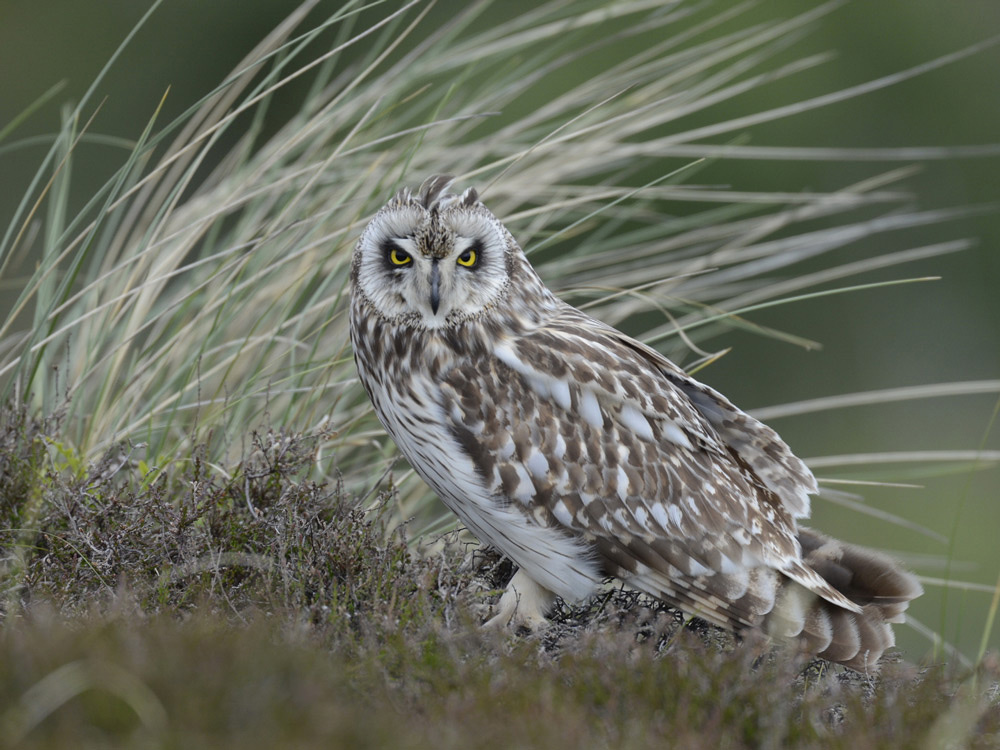 Sumpfohreule wildlife