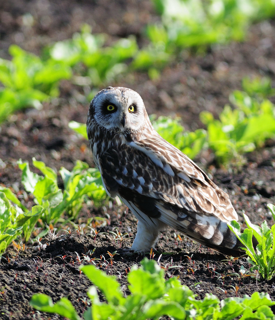 Sumpfohreule wildlife