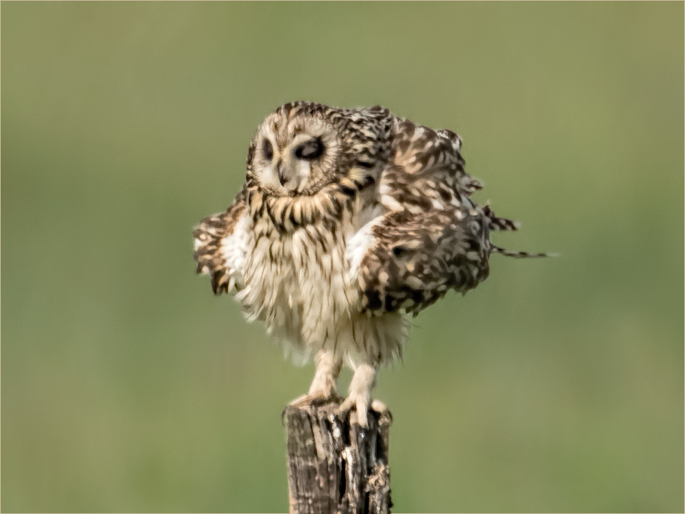 Sumpfohreulen Jungvogel?