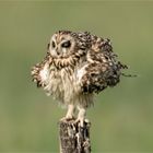 Sumpfohreulen Jungvogel?