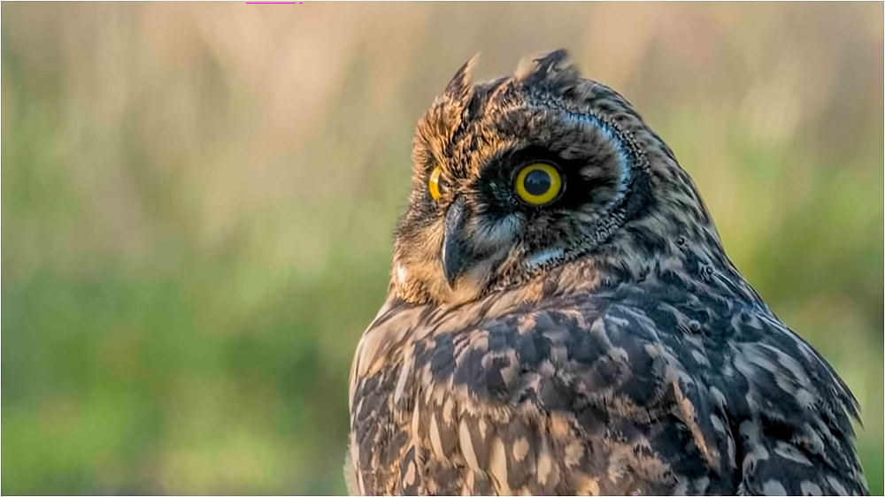 Sumpfohreulen Portrait