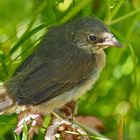 Sumpfrohrsänger (Acrocephalus palustris), 2.Foto - Un petit oiseau qui croyait que j'étais sa maman!