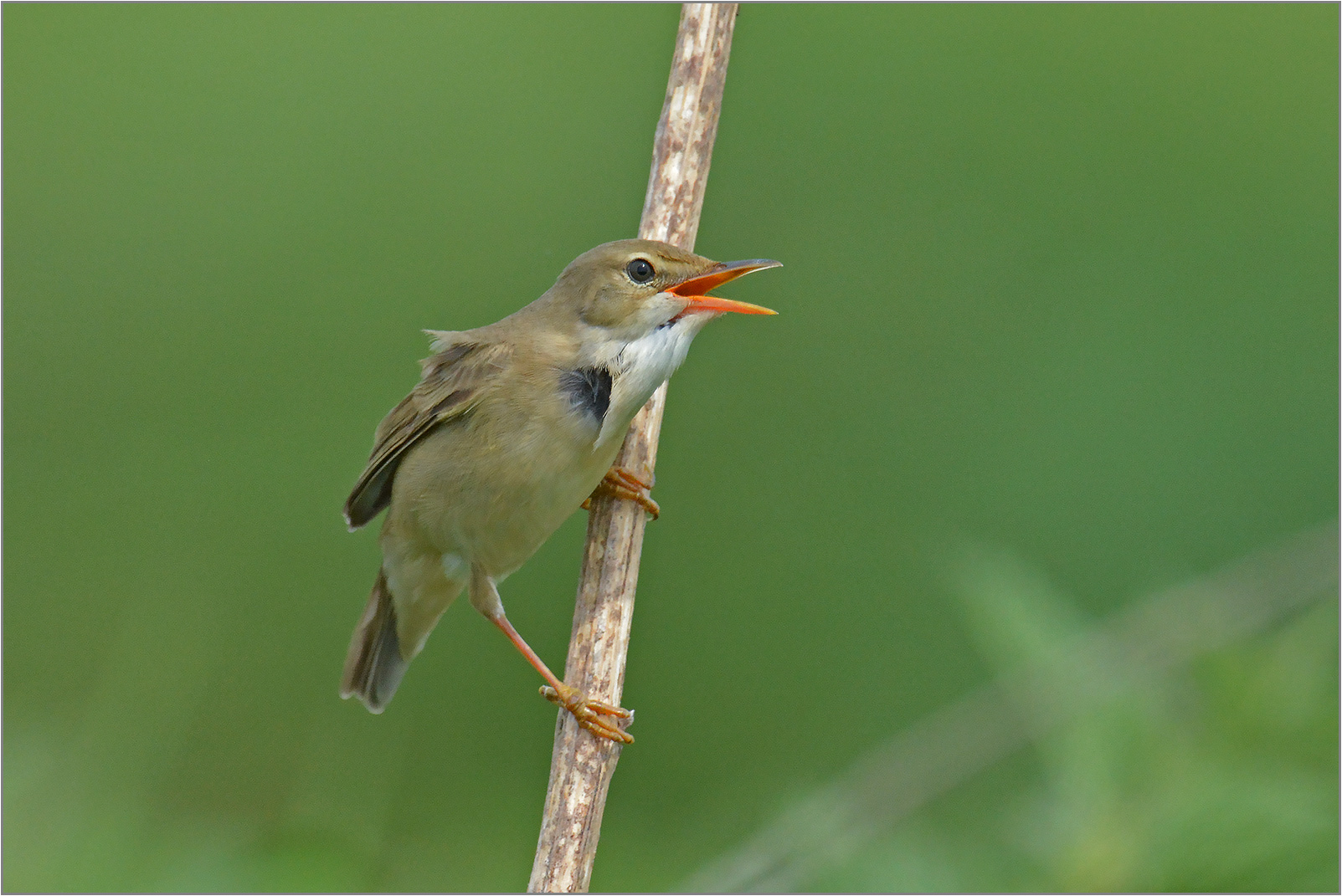 Sumpfrohrsänger   -   Acrocephalus palustris