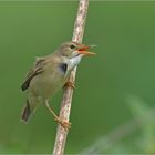 Sumpfrohrsänger   -   Acrocephalus palustris