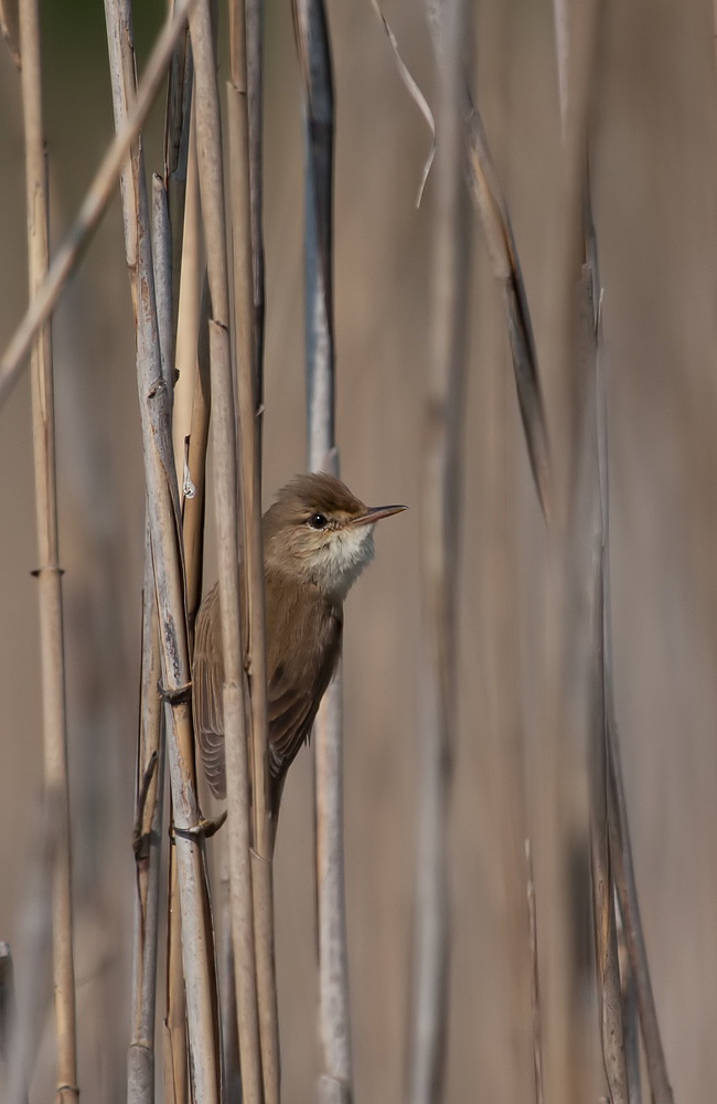 - Sumpfrohrsänger (Acrocephalus palustris) -