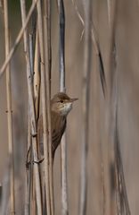 - Sumpfrohrsänger (Acrocephalus palustris) -