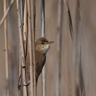 - Sumpfrohrsänger (Acrocephalus palustris) -