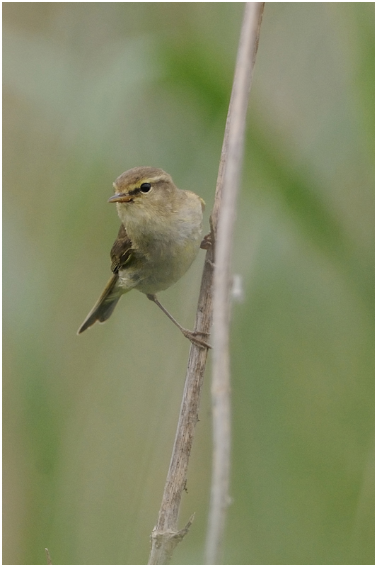 Sumpfrohrsänger (Acrocephalus palustris).