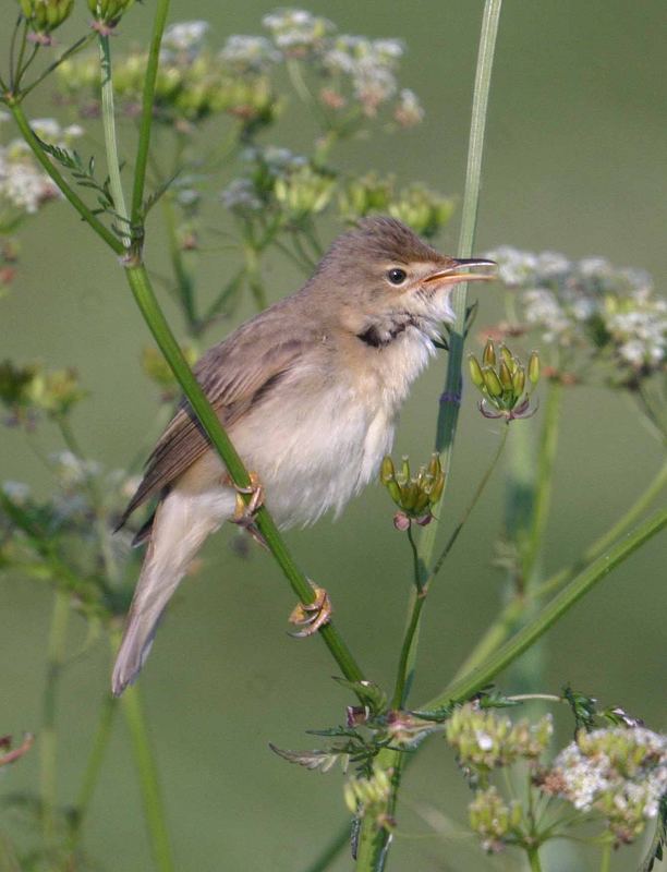 Sumpfrohrsänger (Acrocephalus palustris)