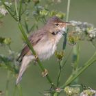 Sumpfrohrsänger (Acrocephalus palustris)