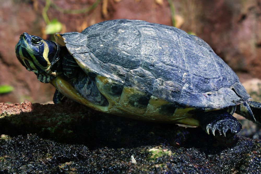 Sumpfschildkröte