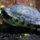 Sumpfschildkröte