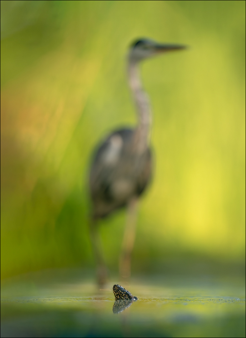 Sumpfschildkröte