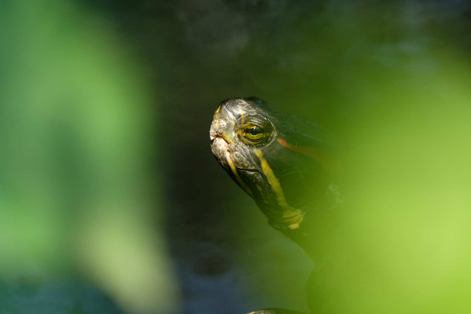 Sumpfschildkröte