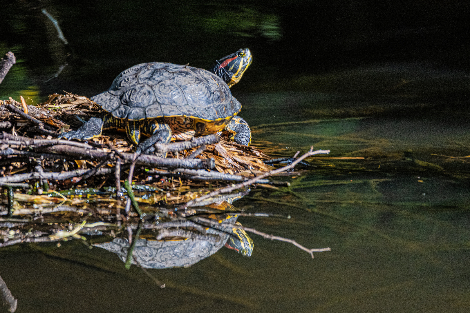 Sumpfschildkröte.