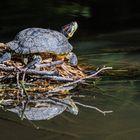 Sumpfschildkröte.