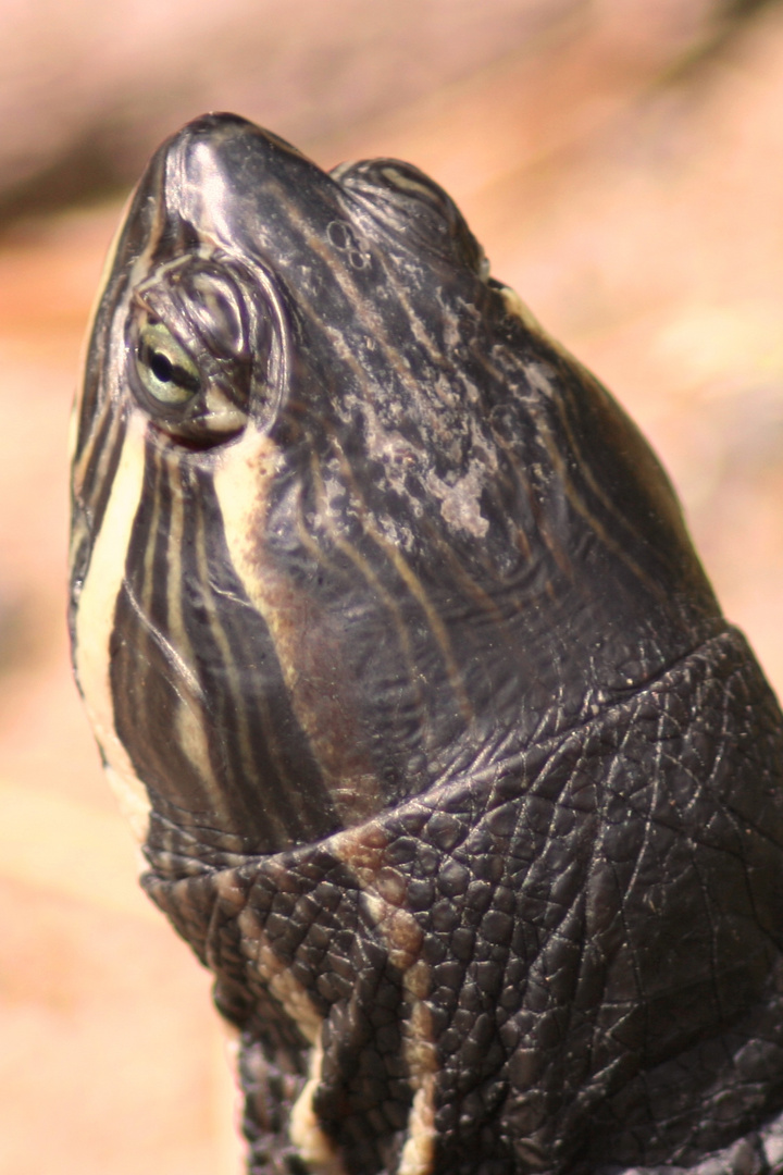 Sumpfschildkroete beim Sonnenbad