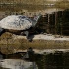Sumpfschildkröte beim Sonnenbad