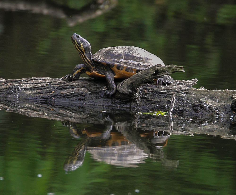 Sumpfschildkröte