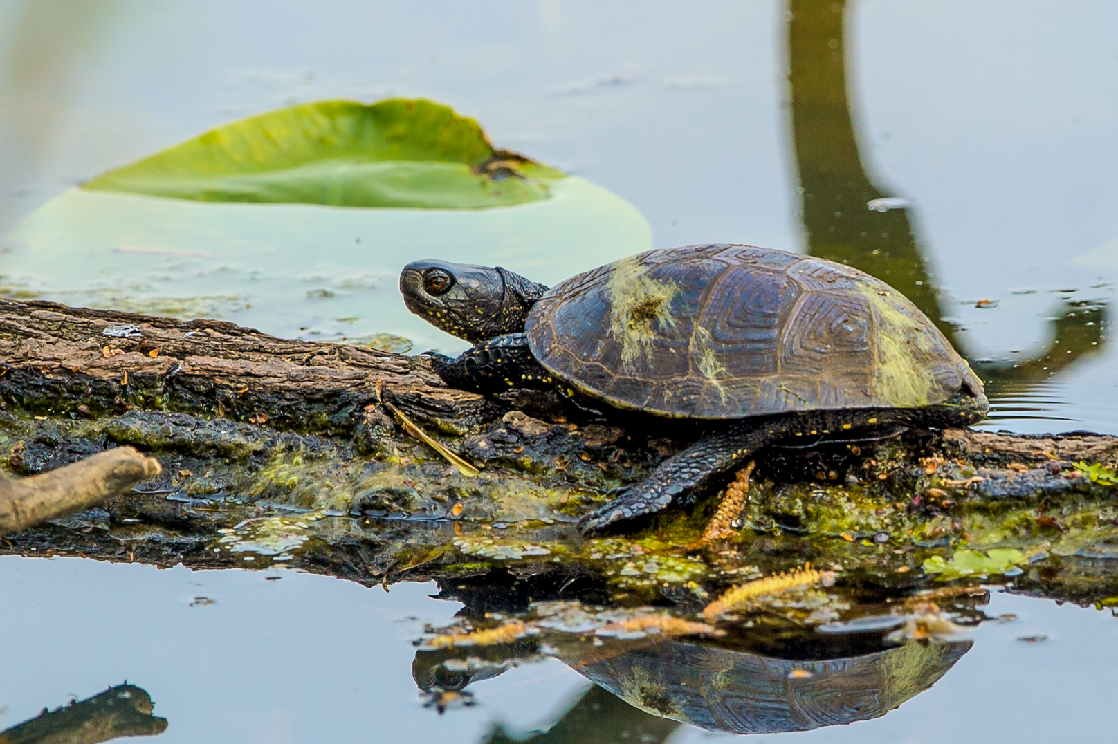 Sumpfschildkröte