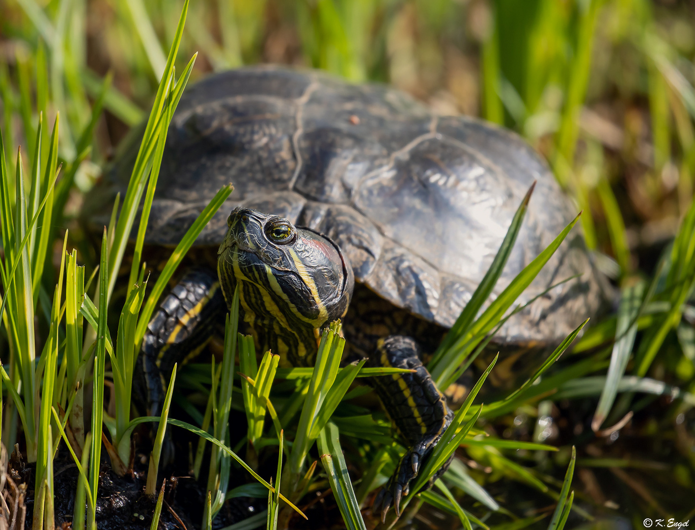 Sumpfschildkröte