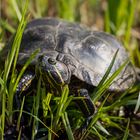 Sumpfschildkröte