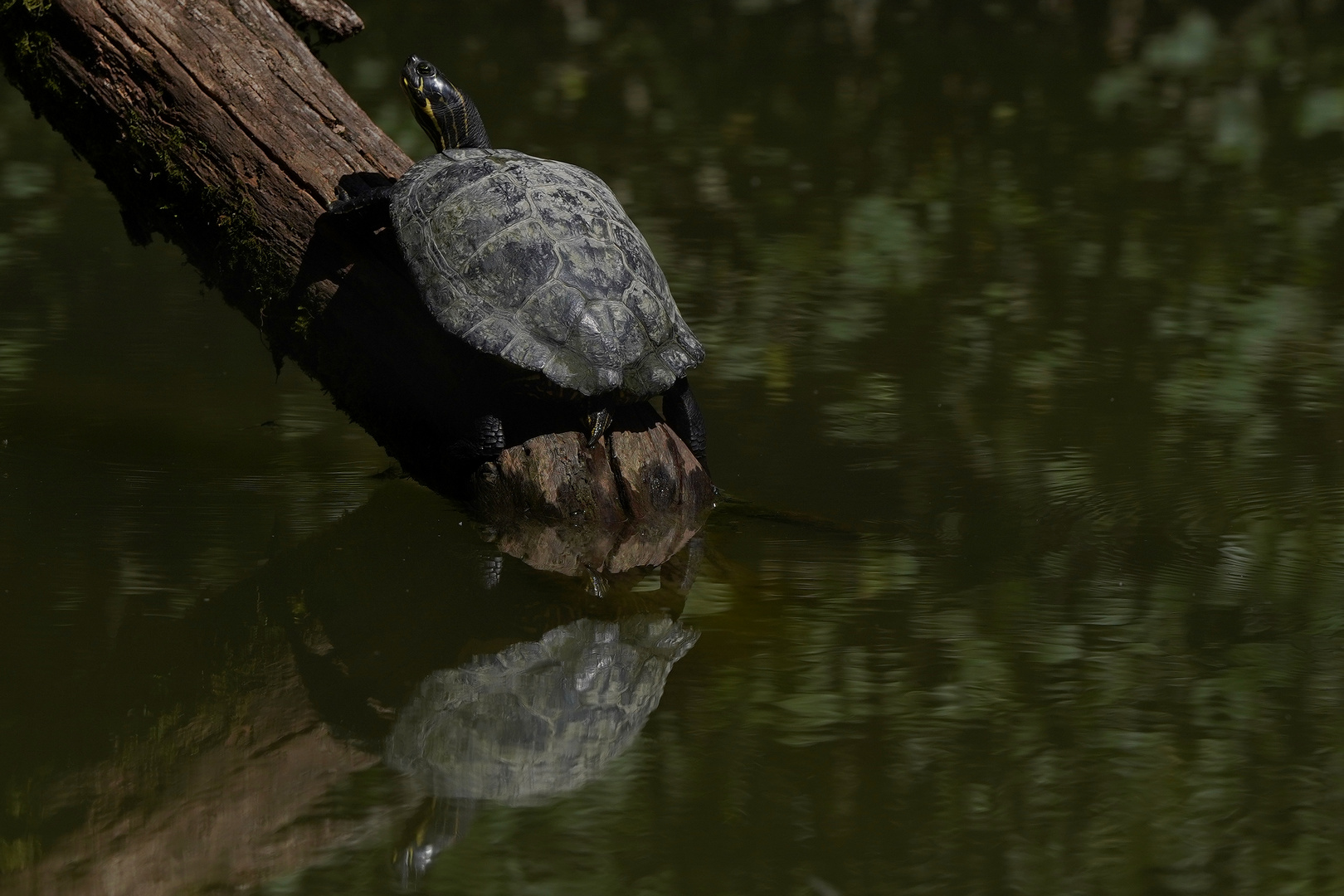  Sumpfschildkröte - Emys orbicularis in den Donau Auen