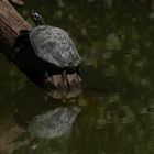  Sumpfschildkröte - Emys orbicularis in den Donau Auen