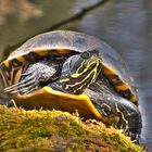 Sumpfschildkröte im Ostenmeer