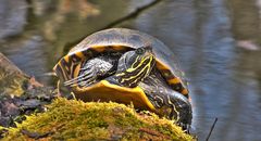 Sumpfschildkröte im Ostenmeer