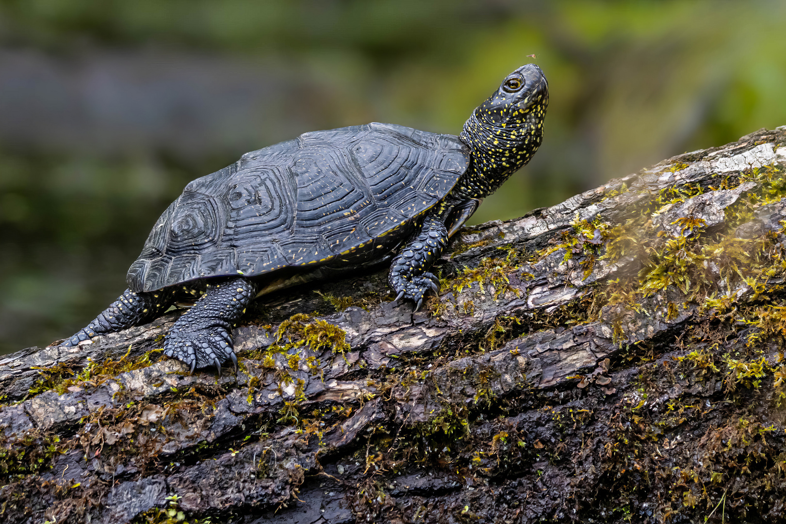 Sumpfschildkröte mit Begleiterin