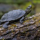 Sumpfschildkröte mit Begleiterin
