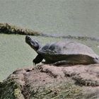 Sumpfschildkröte sich sonnend