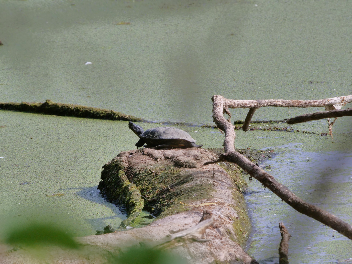 Sumpfschildkröte sich sonnend