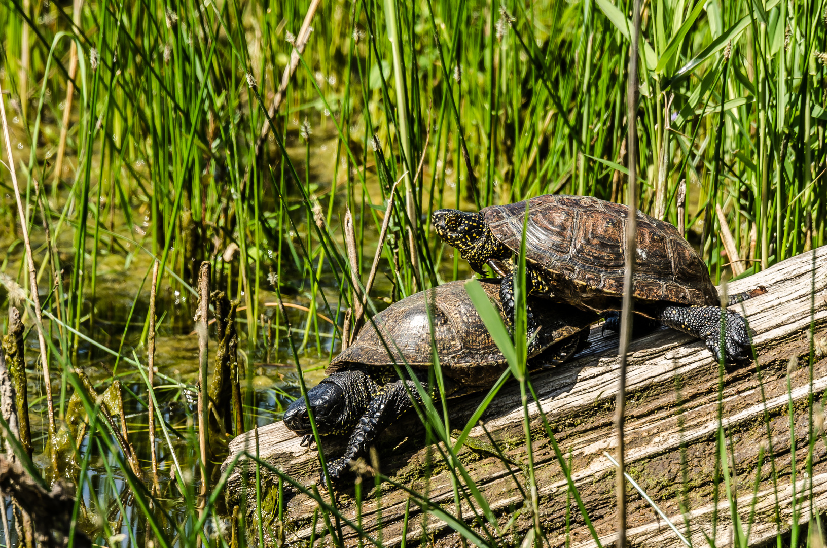 Sumpfschildkröten