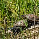 Sumpfschildkröten