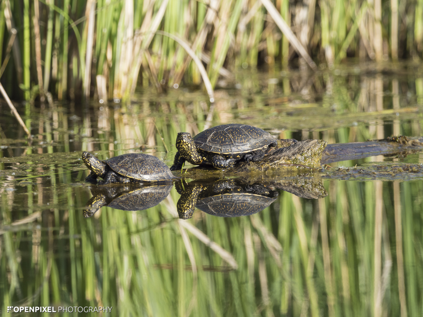 Sumpfschildkröten